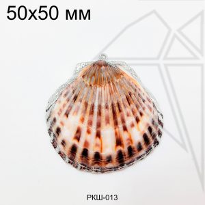 Ракушка натуральная пятнистая 50х50 мм